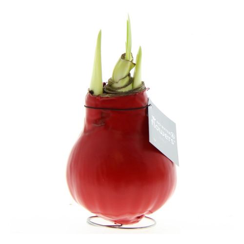 Amaryllis-Zwiebel in Geschenkbox - Bild 9